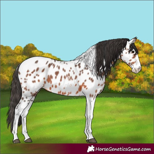Horse Color:Brown Sabino Tobiano Appaloosa 