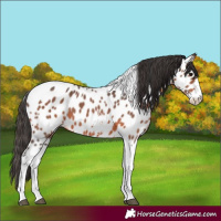 Horse Color:Brown Sabino Tobiano Appaloosa 