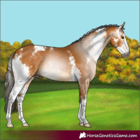 Horse Color:Gray Buckskin Sabino