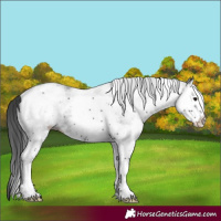 Horse Color:White Spotted Black Splash