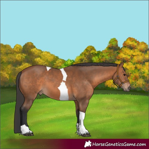 Horse Color:Bay Tobiano 