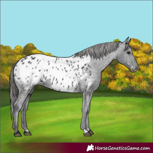 Horse Color:Black Appaloosa 