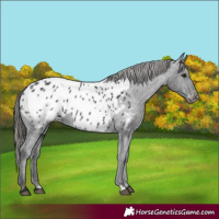 Horse Color:Black Appaloosa 