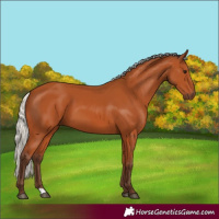 Horse Color:Silver Bay 