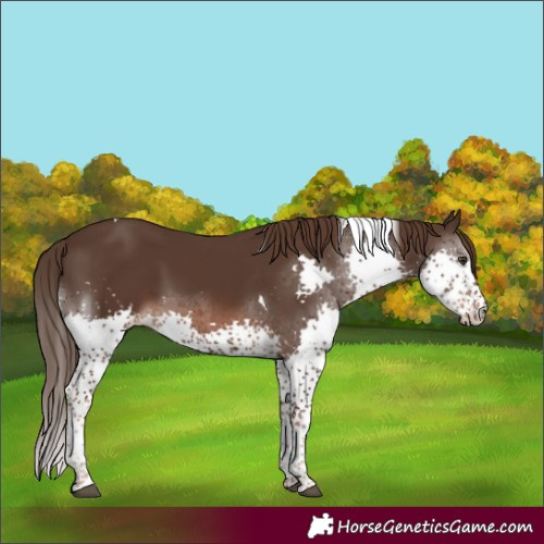 Horse Color:Liver Chestnut Splash Tobiano 