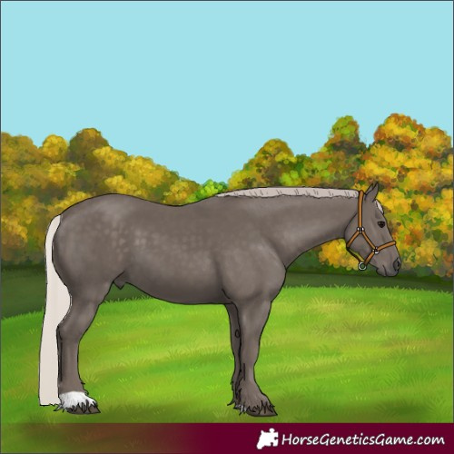 Horse Color:Silver Black 