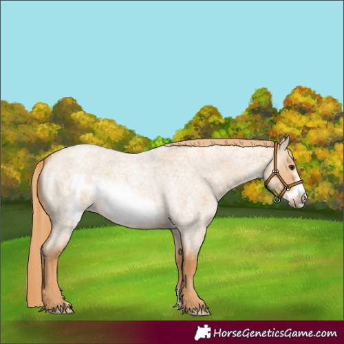 Horse Color:Red Dun Roan Frame 