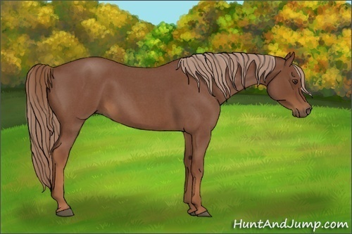 Horse Color:Red Roan 