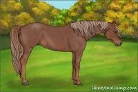 Horse Color:Red Roan