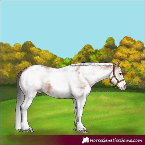 Horse Color:White Spotted Bay 