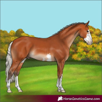 Horse Color:Silver Bay Frame 