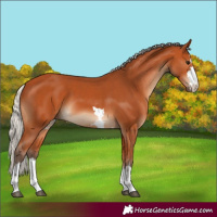 Horse Color:Silver Bay 