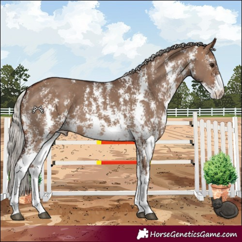 Horse Color:Silver Brown Dun Sabino 