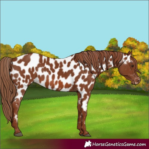 Horse Color:Chestnut Appaloosa 