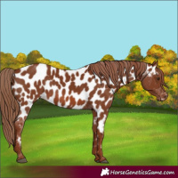 Horse Color:Chestnut Near Leopard 