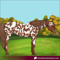 Horse Color:Chestnut Appaloosa 