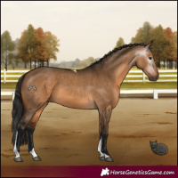 Horse Color:Gray Bay Dun Tobiano 