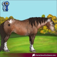 Horse Color:Gray Brown Pearl Tobiano Appaloosa Rabicano