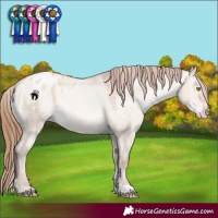 Horse Color:Brown Pearl Dun Tobiano Appaloosa 