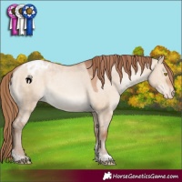 Horse Color:Brown Pearl Dun Tobiano Appaloosa 