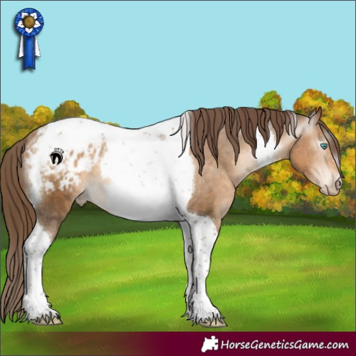 Horse Color:Gray Buckskin Pearl Tobiano Appaloosa 