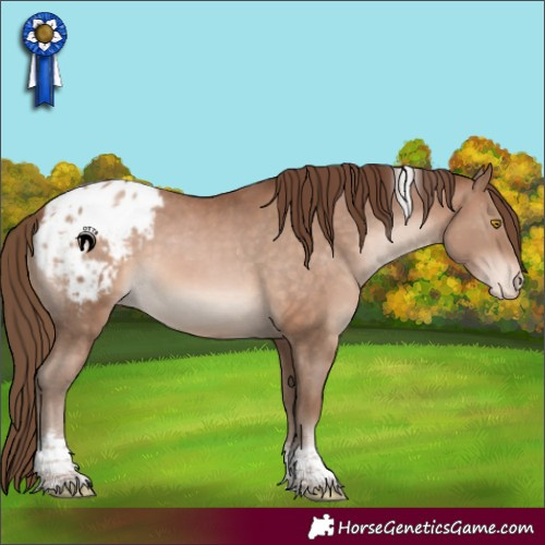 Horse Color:Brown Pearl Tobiano Appaloosa 