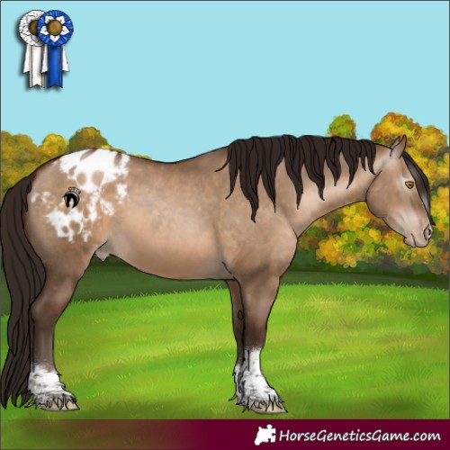 Horse Color:Gray Brown Pearl Dun Tobiano Appaloosa 