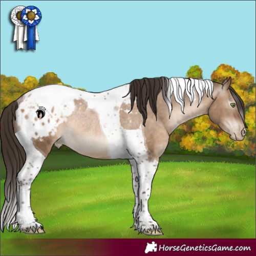 Horse Color:Gray Brown Pearl Dun Tobiano Appaloosa Rabicano 