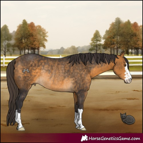 Horse Color:Buckskin Rabicano 