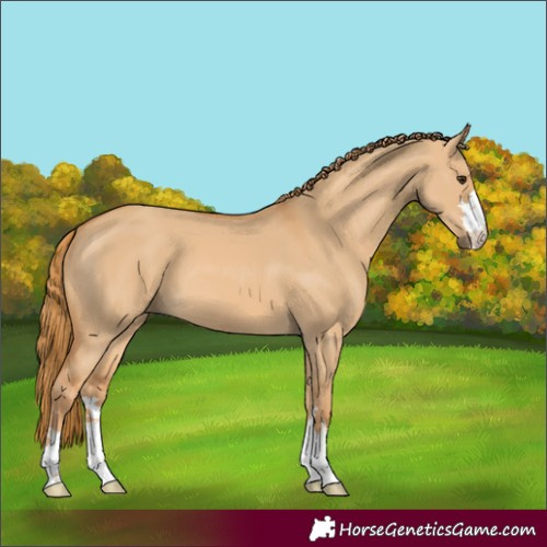 Horse Color:Red Dun 