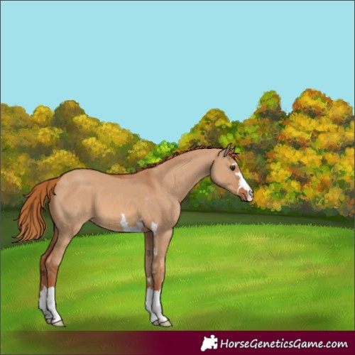 Horse Color:Red Dun 