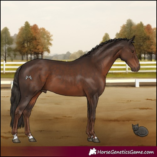 Horse Color:Liver Chestnut 