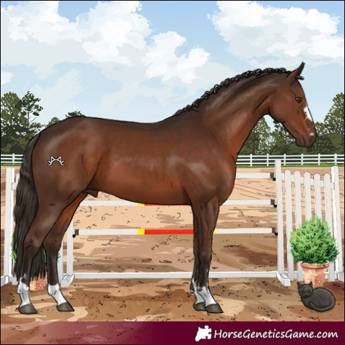 Horse Color:Liver Chestnut 
