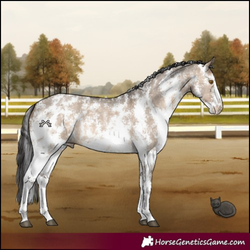 Horse Color:Brown Dun Sabino 