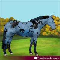 Horse Color:ERROR: UNKNOWN ANOMALY