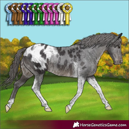 Horse Color:Smoky Black Tobiano Appaloosa Rabicano 