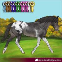 Horse Color:Smoky Black Tobiano Appaloosa Rabicano 