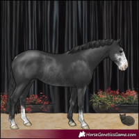 Horse Color:Black Sabino Rabicano 
