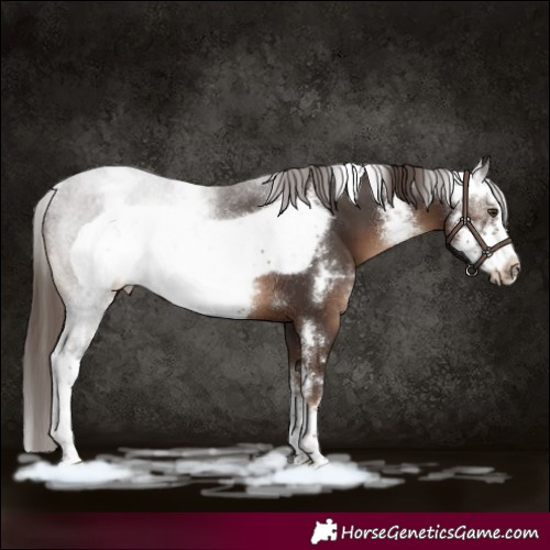 Horse Color:Liver Chestnut Sabino Frame Rabicano 