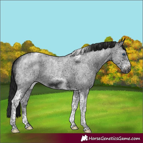 Horse Color:Gray Black Sabino Tobiano Frame Rabicano
