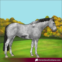 Horse Color:Gray Black Sabino Tobiano Frame Rabicano 