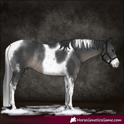 Horse Color:Black Sabino Tobiano Rabicano 