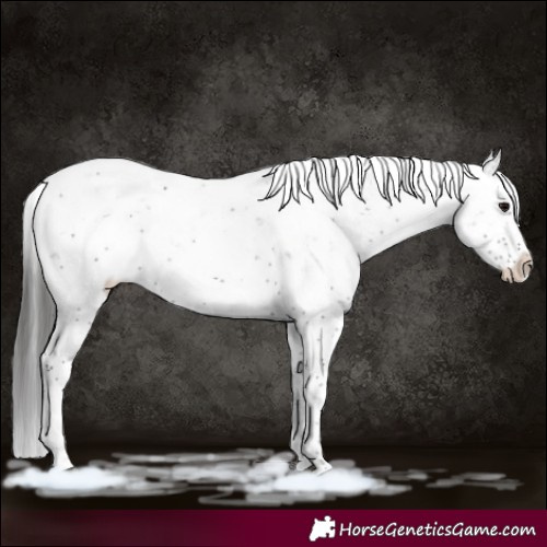 Horse Color:Black Sabino Appaloosa Rabicano 