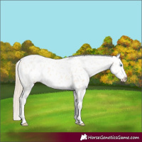 Horse Color:Cremello Appaloosa  and Perlino Appaloosa 