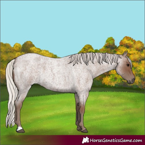 Horse Color:Silver Blue Roan 