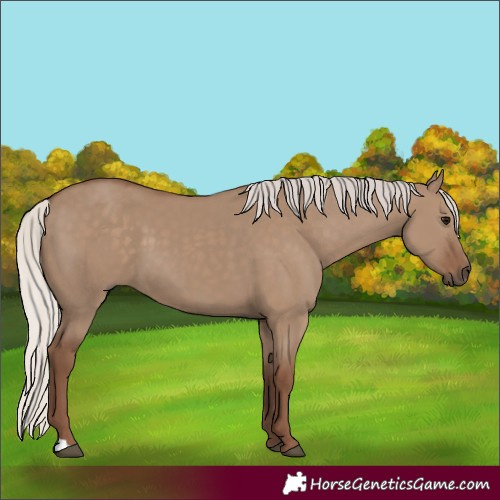 Horse Color:Silver Grullo 