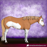 Horse Color:Chestnut Splash Frame 