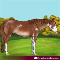 Horse Color:Chestnut Sabino