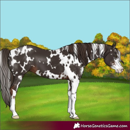 Horse Color:White Spotted Liver Chestnut Sabino 