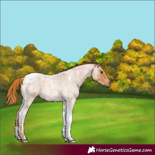 Horse Color:Red Roan Tobiano 